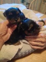 ROXX ANN, a male Yorkshire Terrier for sale in Jasper, GA – 4 of 4
