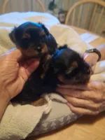 ROXX ANN, a male Yorkshire Terrier for sale in Jasper, GA – 3 of 4
