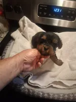 Elvis, a male Yorkshire Terrier for sale in Jasper, GA – 3 of 4