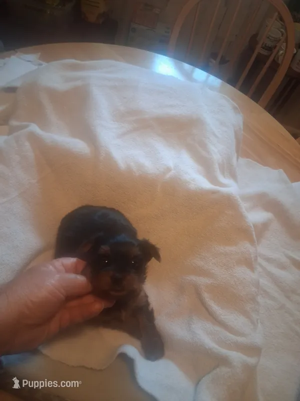 Bronson – Yorkshire Terrier puppy for sale in Jasper, GA