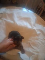 Bronson, a male Yorkshire Terrier for sale in Jasper, GA – 1 of 4
