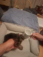 tinny tiffy, a female Yorkshire Terrier for sale in Jasper, GA – Photo 1 of 4