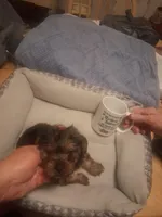 tinny tiffy, a female Yorkshire Terrier for sale in Jasper, GA – Photo 4 of 4