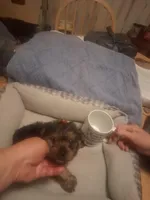 tinny tiffy, a female Yorkshire Terrier for sale in Jasper, GA – Photo 2 of 4