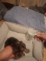 tinny tiffy, a female Yorkshire Terrier for sale in Jasper, GA – Photo 3 of 4