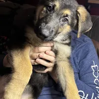 Bear, a male German Shepherd Dog for sale in Sacramento, CA – Photo 6 of 10