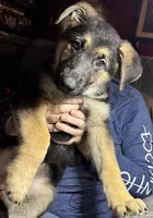 Bear *Ready Now!, a male German Shepherd Dog for sale in Sacramento, CA – Photo 6 of 10