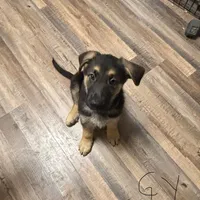 Bear, a male German Shepherd Dog for sale in Sacramento, CA – Photo 7 of 10