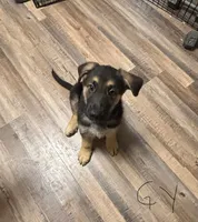 Bear *Ready Now!, a male German Shepherd Dog for sale in Sacramento, CA – Photo 7 of 10