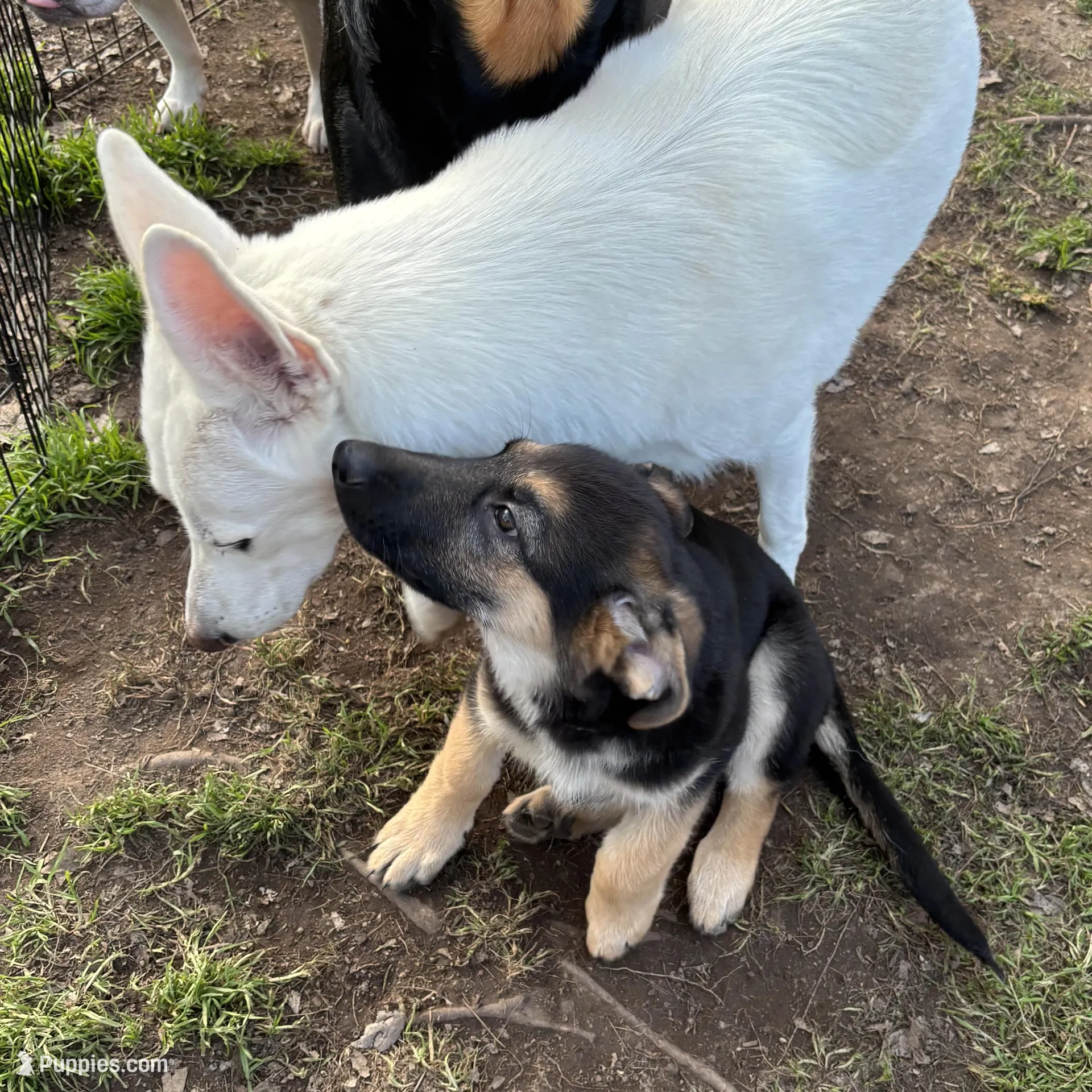 Bear *Ready Now!, a male German Shepherd Dog for sale in Sacramento, CA – Photo 5 of 10