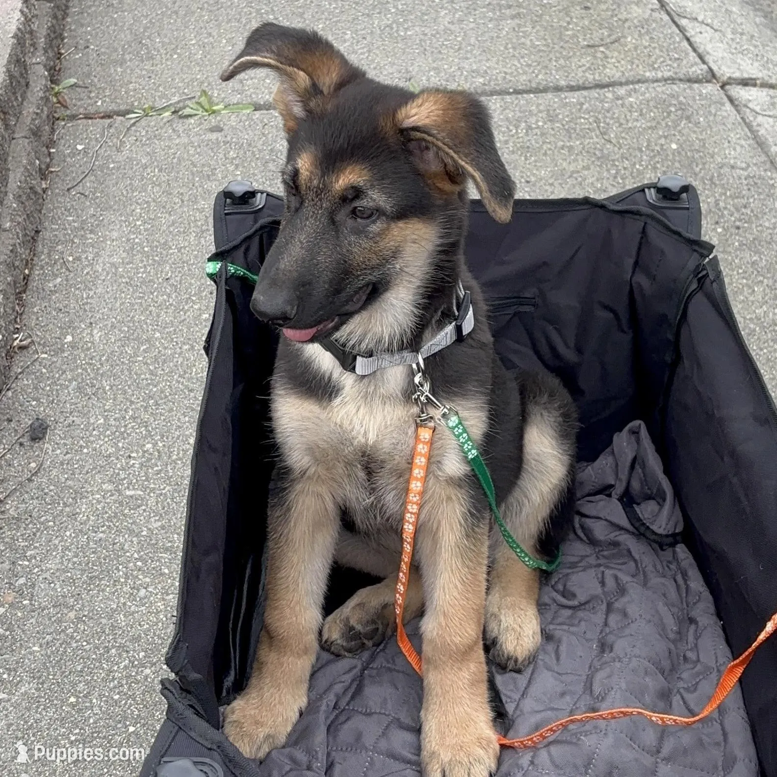 Bear *Ready Now!, a male German Shepherd Dog for sale in Sacramento, CA – Photo 2 of 10