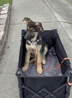 Bear, a male German Shepherd Dog for sale in Sacramento, CA – Photo 1 of 10