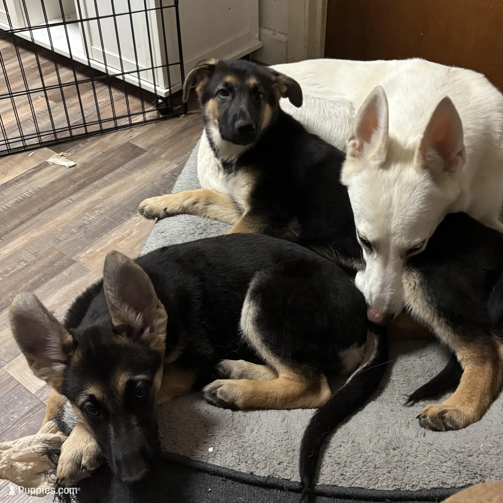 Bear *Ready Now!, a male German Shepherd Dog for sale in Sacramento, CA – Photo 4 of 10