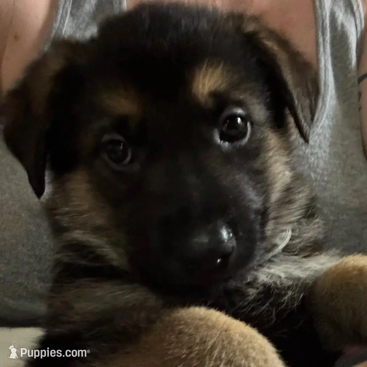 Bear *Ready Now!, a male German Shepherd Dog for sale in Sacramento, CA – Photo 8 of 10