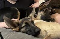 Bear, a male German Shepherd Dog for sale in Sacramento, CA – Photo 2 of 10