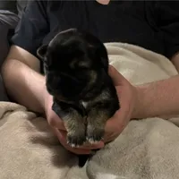 Bear, a male German Shepherd Dog for sale in Sacramento, CA – Photo 10 of 10