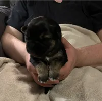 Bear *Ready Now!, a male German Shepherd Dog for sale in Sacramento, CA – Photo 10 of 10