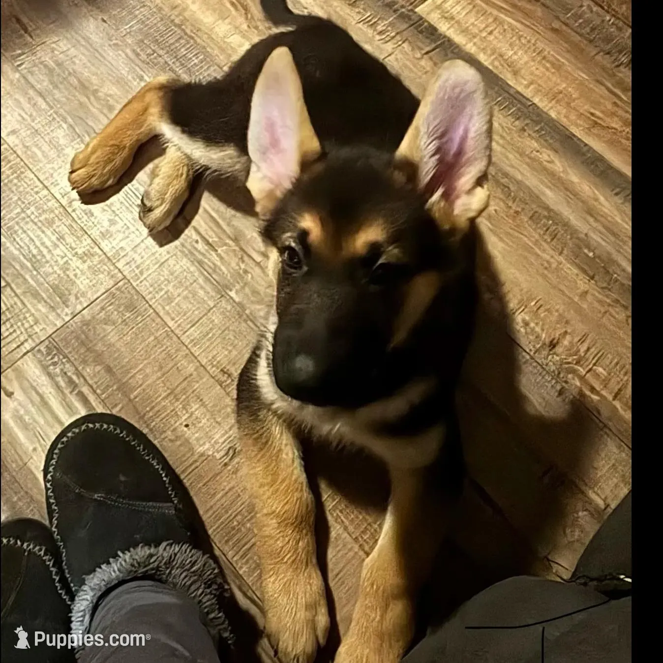 Finn *Ready Now!, a male German Shepherd Dog for sale in Sacramento, CA – Photo 7 of 10