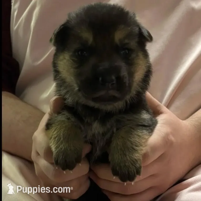 Finn *Ready Now!, a male German Shepherd Dog for sale in Sacramento, CA – Photo 9 of 10