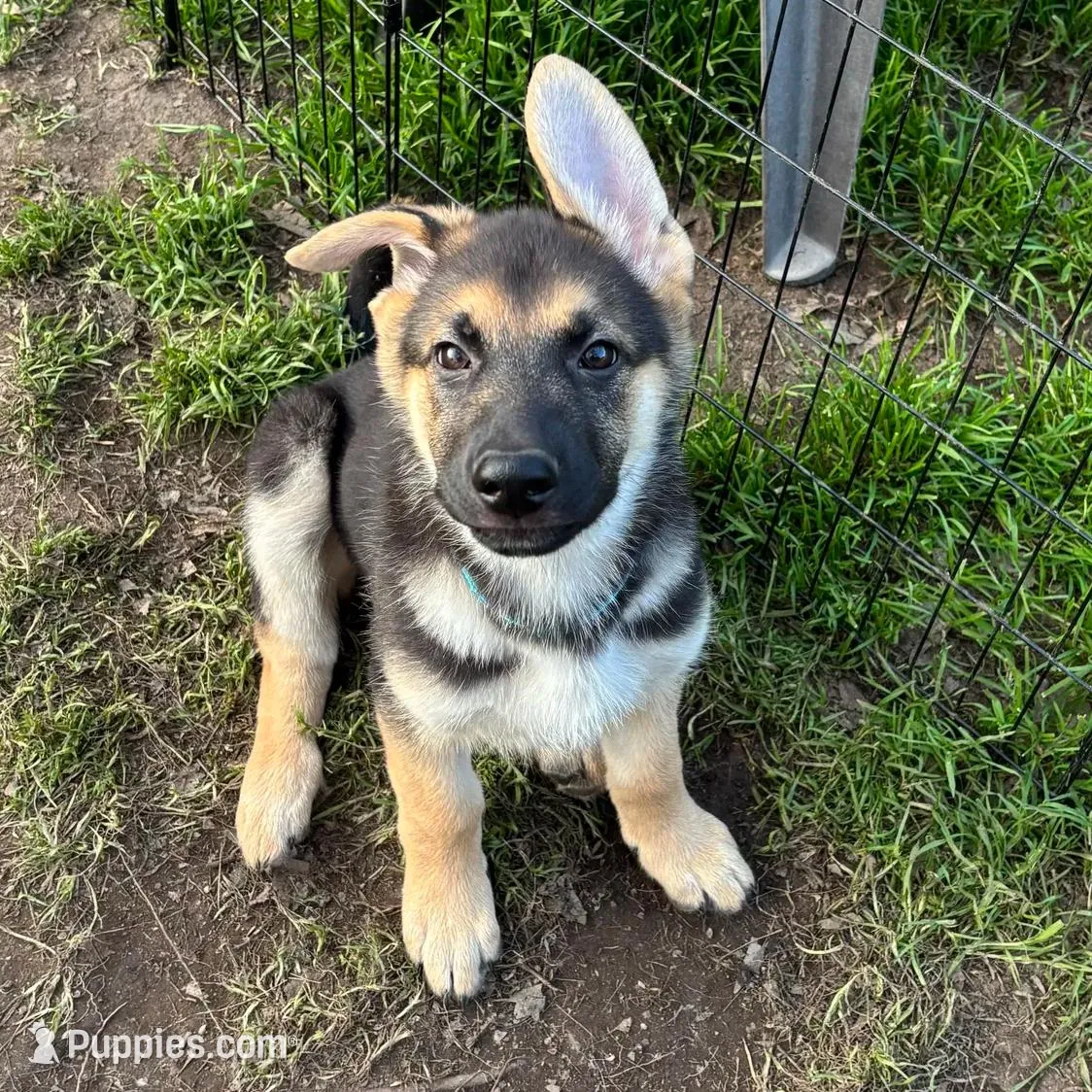 Finn *Ready Now!, a male German Shepherd Dog for sale in Sacramento, CA – Photo 3 of 10