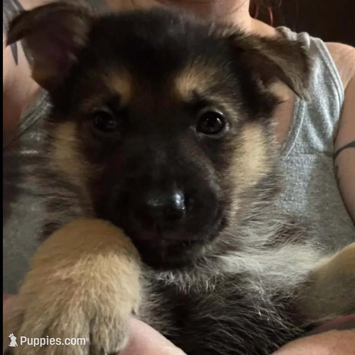 Finn *Ready Now!, a male German Shepherd Dog for sale in Sacramento, CA – Photo 8 of 10