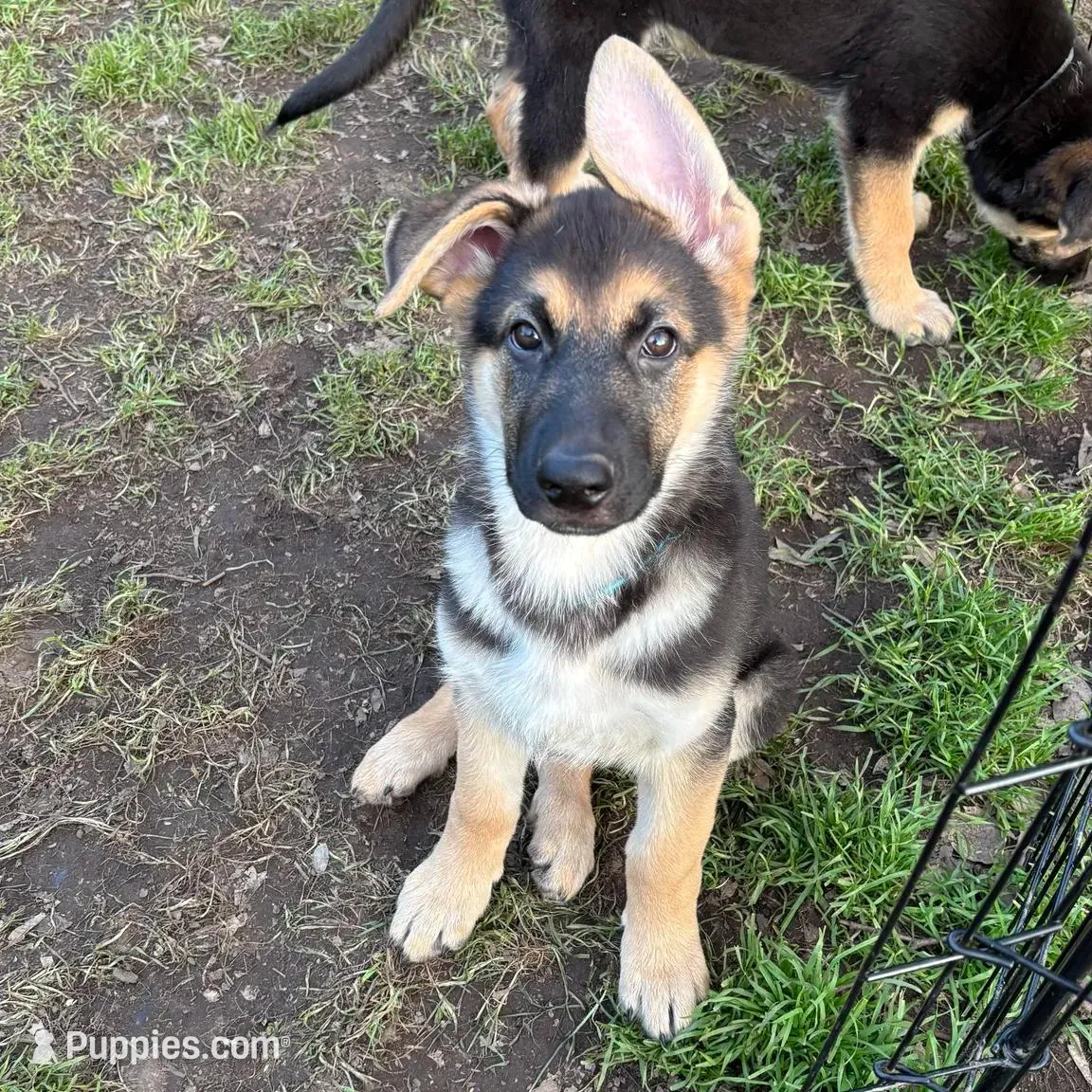 Finn *Ready Now!, a male German Shepherd Dog for sale in Sacramento, CA – Photo 4 of 10