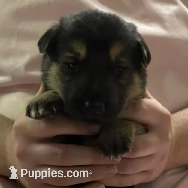 Virgil *Ready Now, a male German Shepherd Dog for sale in Sacramento, CA – Photo 7 of 8