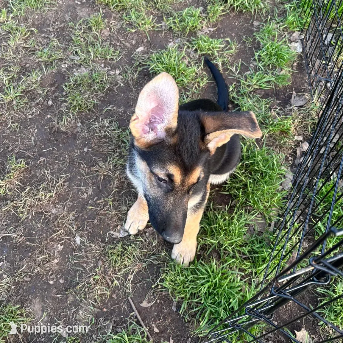 Virgil *Ready Now, a male German Shepherd Dog for sale in Sacramento, CA – Photo 3 of 8