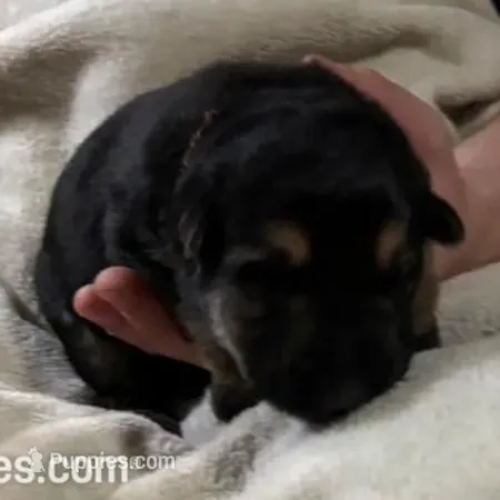 Virgil *Ready Now, a male German Shepherd Dog for sale in Sacramento, CA – Photo 8 of 8