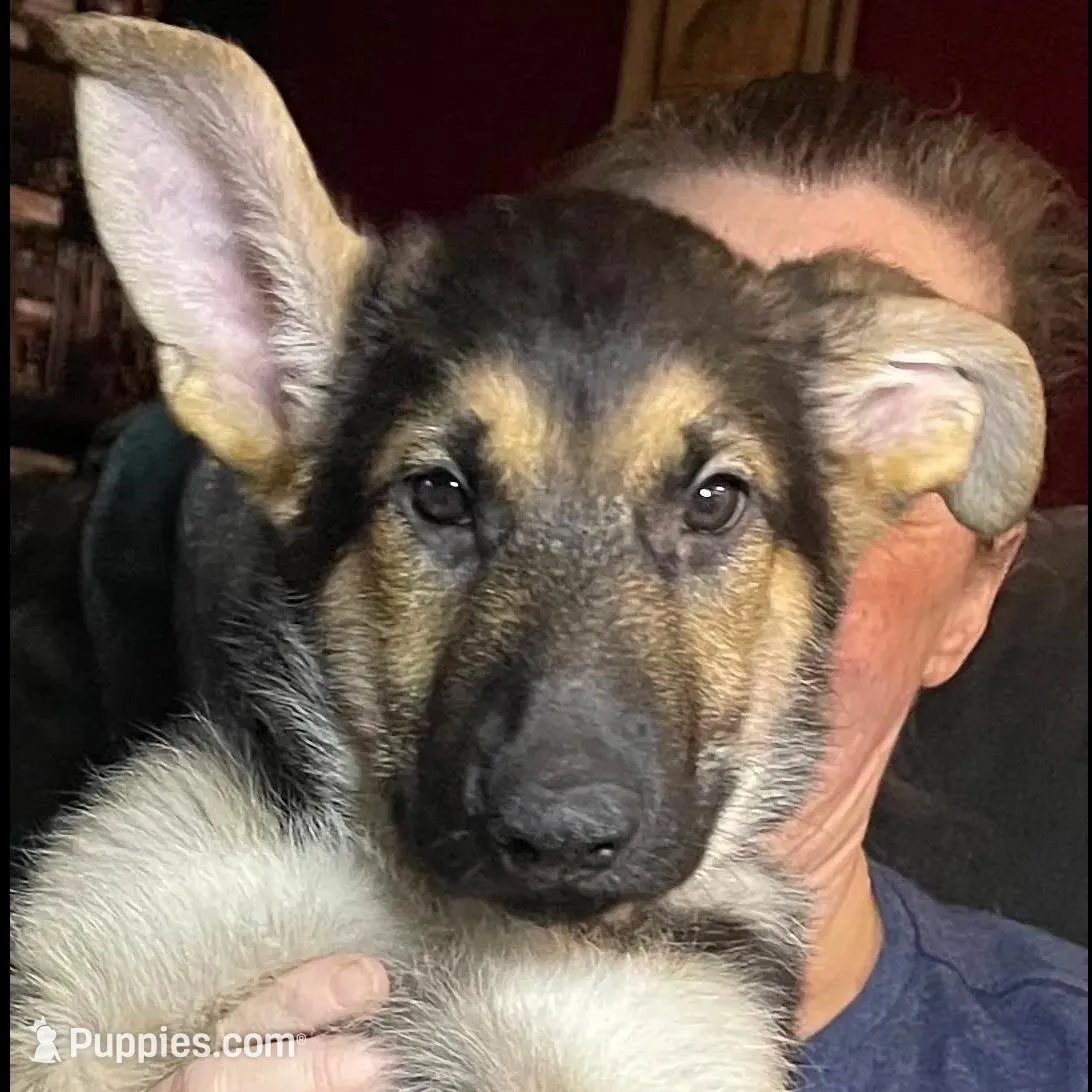 Virgil *Ready Now, a male German Shepherd Dog for sale in Sacramento, CA – Photo 4 of 8