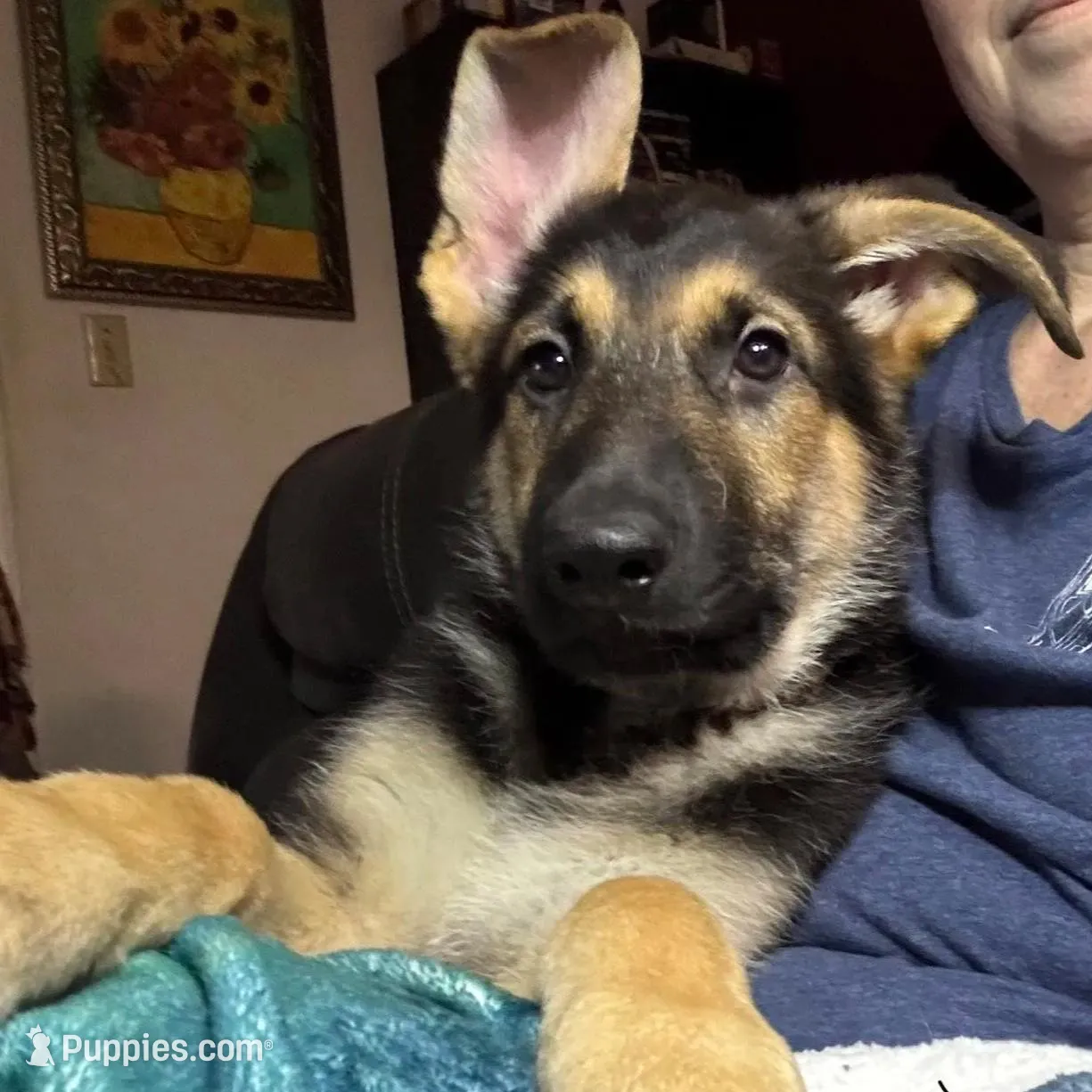 Virgil *Ready Now, a male German Shepherd Dog for sale in Sacramento, CA – Photo 5 of 8