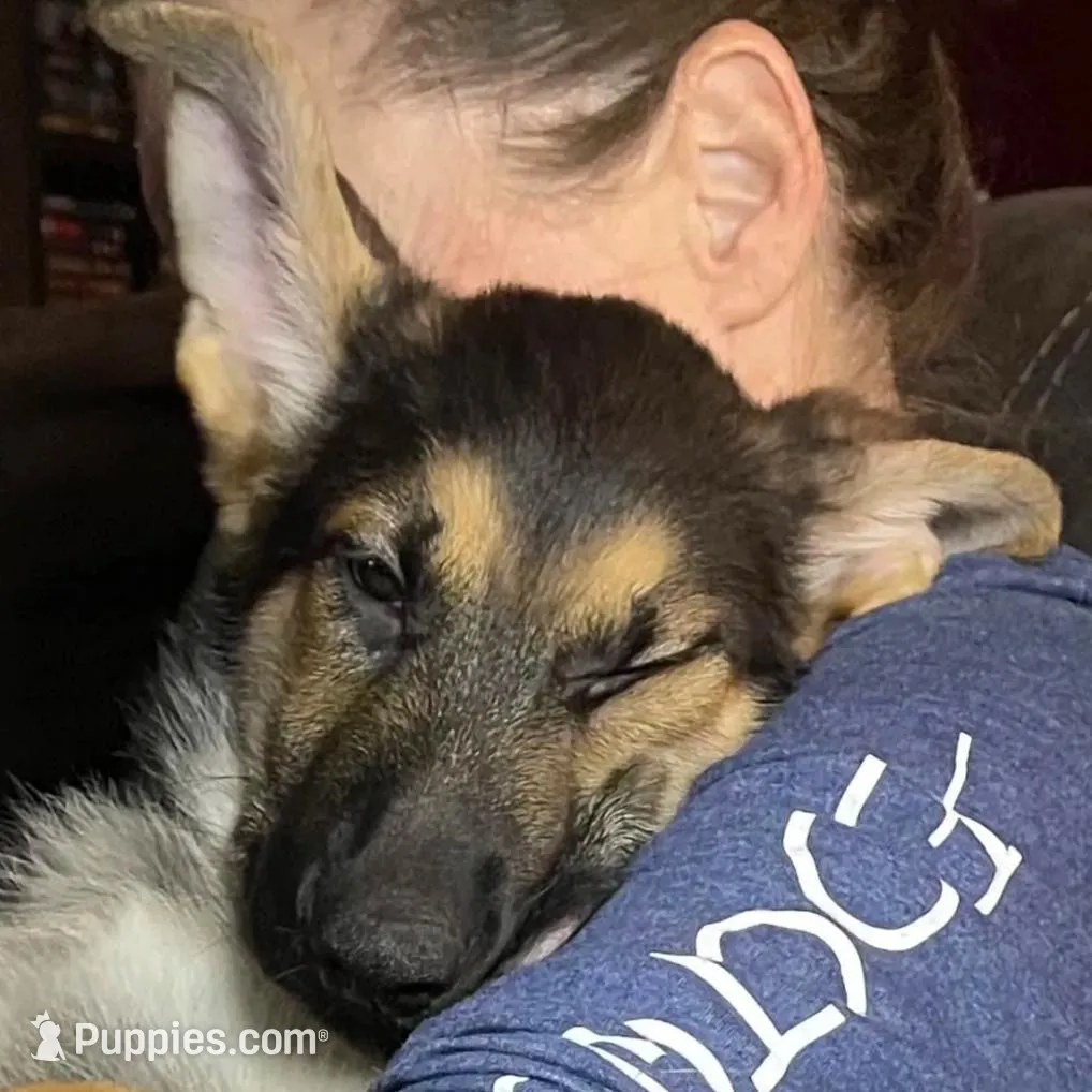 Virgil *Ready Now, a male German Shepherd Dog for sale in Sacramento, CA – Photo 2 of 8