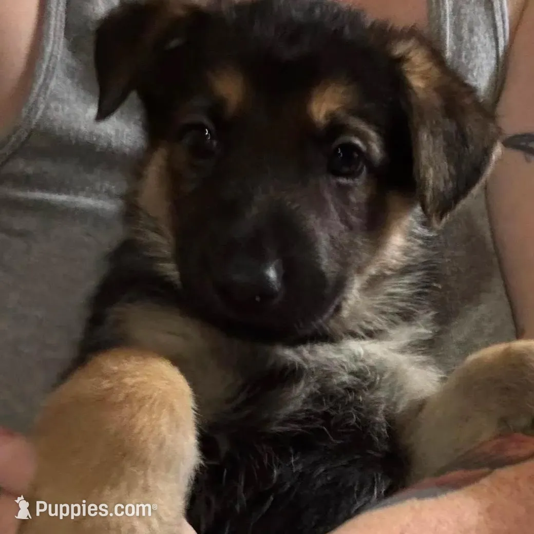 Virgil *Ready Now, a male German Shepherd Dog for sale in Sacramento, CA – Photo 6 of 8