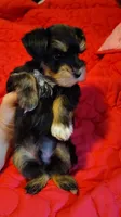 Calcifer, a male Miniature Schnauzer for sale in Altamonte Springs, FL – 3 of 9