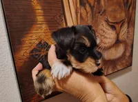 Calcifer, a male Miniature Schnauzer for sale in Altamonte Springs, FL – 4 of 9