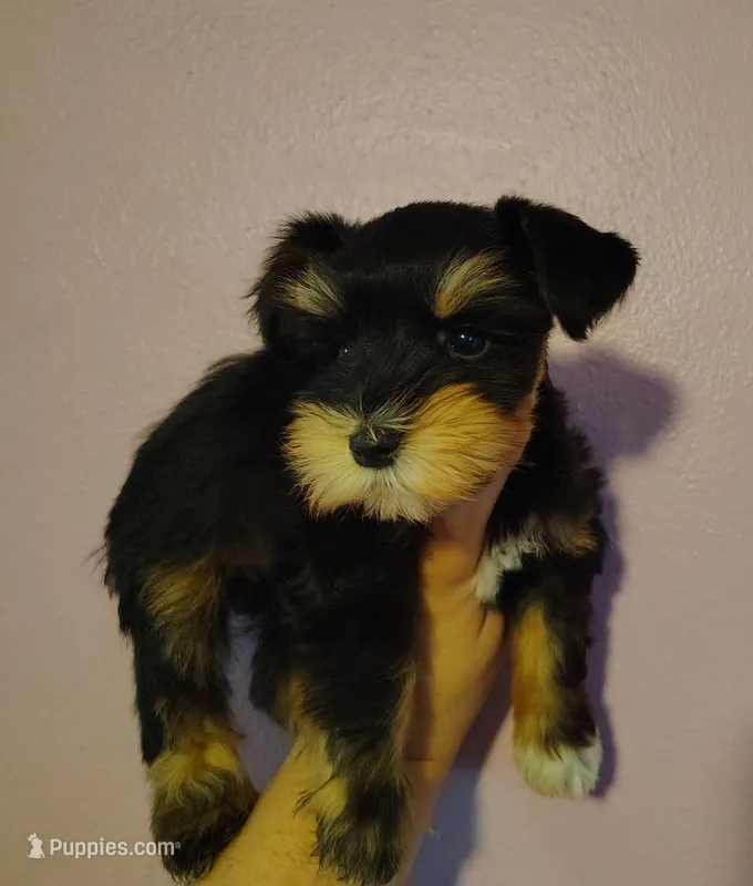 Calcifer – Miniature Schnauzer puppy for sale in Altamonte Springs, FL