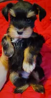 Calcifer, a male Miniature Schnauzer for sale in Altamonte Springs, FL – 8 of 9