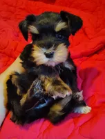 Calcifer, a male Miniature Schnauzer for sale in Altamonte Springs, FL – 9 of 9