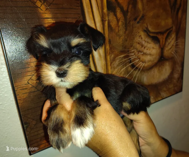 Calcifer – Miniature Schnauzer puppy for sale in Altamonte Springs, FL