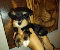 Calcifer, a male Miniature Schnauzer for sale in Altamonte Springs, FL – 1 of 9
