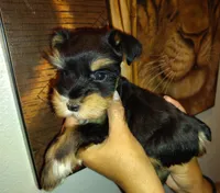Calcifer, a male Miniature Schnauzer for sale in Altamonte Springs, FL – 6 of 9