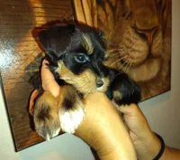 Calcifer, a male Miniature Schnauzer for sale in Altamonte Springs, FL – 5 of 9