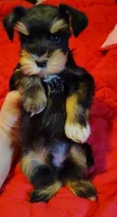 Calcifer, a male Miniature Schnauzer for sale in Altamonte Springs, FL – 7 of 9