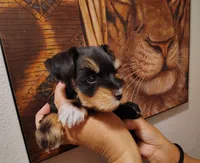 Calcifer, a male Miniature Schnauzer for sale in Altamonte Springs, FL – 2 of 9