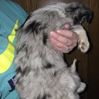 Leo, small blue merle male, a male Toy Australian Shepherd for sale in Richland Center, WI – Photo 5 of 5