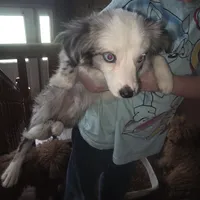Leo, small blue merle male, a male Toy Australian Shepherd for sale in Richland Center, WI – Photo 1 of 5