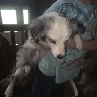 Leo, small blue merle male, a male Toy Australian Shepherd for sale in Richland Center, WI – Photo 2 of 5
