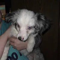 Leo, small blue merle male, a male Toy Australian Shepherd for sale in Richland Center, WI – Photo 3 of 5