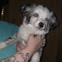 Leo, small blue merle male, a male Toy Australian Shepherd for sale in Richland Center, WI – Photo 4 of 5