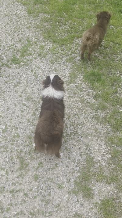 Laci, WILLA'S GIRL, a female Toy Australian Shepherd for sale in Richland Center, WI – 9 of 9